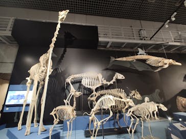 特別展「大哺乳類展３－わけてつなげて大行進」に投稿された画像（2024/3/29）