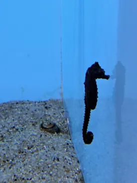 仙台うみの杜水族館に投稿された画像（2024/3/29）