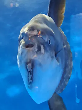 仙台うみの杜水族館に投稿された画像（2024/3/29）