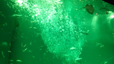 アクアワールド茨城県大洗水族館に投稿された画像（2024/3/29）