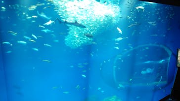 アクアワールド茨城県大洗水族館に投稿された画像（2024/3/29）