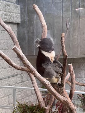 淡路ファームパーク イングランドの丘に投稿された画像（2024/3/29）