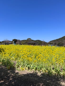 淡路ファームパーク イングランドの丘に投稿された画像（2024/3/29）