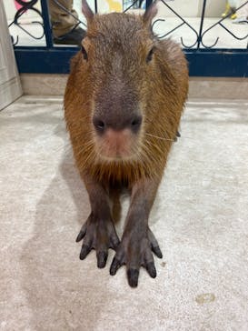 アニタッチアクアシティお台場に投稿された画像（2024/3/29）