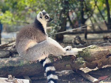 神戸どうぶつ王国に投稿された画像（2024/3/29）