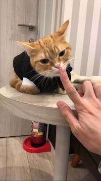 猫カフェモカ　アルシェ大宮店に投稿された画像（2024/3/29）