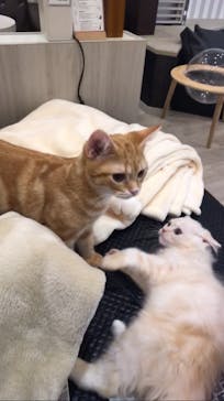 猫カフェモカ　アルシェ大宮店に投稿された画像（2024/3/29）