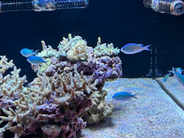 マクセル アクアパーク品川に投稿された画像（2024/3/29）