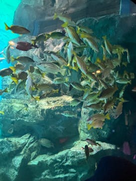 マクセル アクアパーク品川に投稿された画像（2024/3/29）