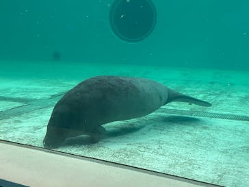 沖縄美ら海水族館に投稿された画像（2024/3/29）