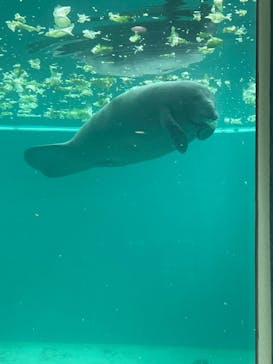 沖縄美ら海水族館に投稿された画像（2024/3/29）