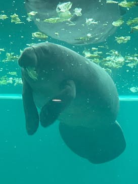 沖縄美ら海水族館に投稿された画像（2024/3/29）