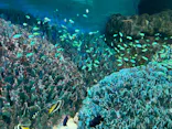 サンシャイン水族館に投稿された画像（2024/3/30）