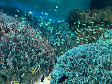 サンシャイン水族館に投稿された画像（2024/3/29）