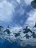 サンシャイン水族館に投稿された画像（2024/3/30）
