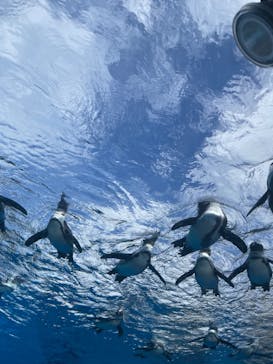 サンシャイン水族館に投稿された画像（2024/3/29）