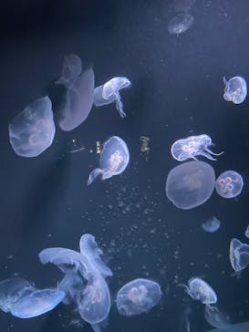 サンシャイン水族館に投稿された画像（2024/3/29）