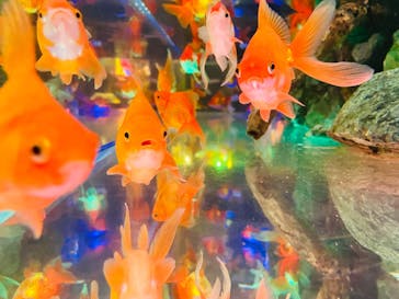 NARA KINGYO MUSEUMに投稿された画像（2024/3/29）