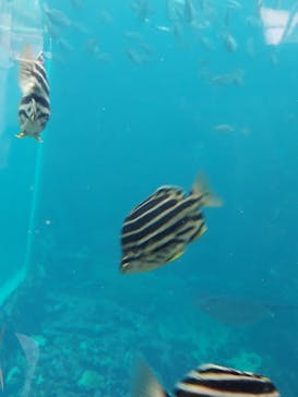 下田海中水族館に投稿された画像（2024/3/29）