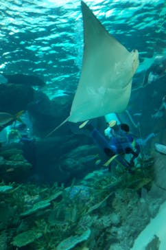 名古屋港水族館に投稿された画像（2024/3/30）