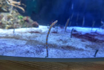 名古屋港水族館に投稿された画像（2024/3/30）