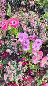 浜名湖花博2024に投稿された画像（2024/3/30）