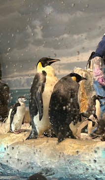 名古屋港水族館に投稿された画像（2024/3/30）