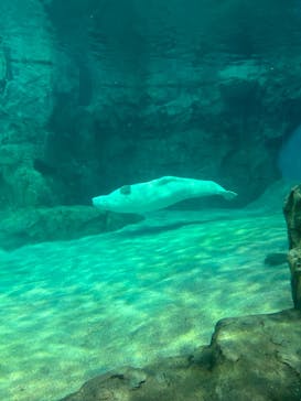 名古屋港水族館に投稿された画像（2024/3/30）