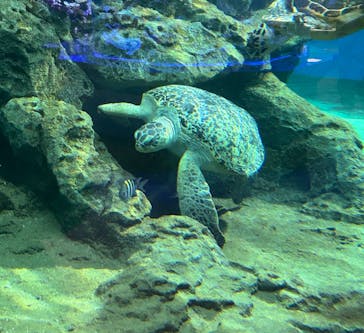 名古屋港水族館に投稿された画像（2024/3/30）