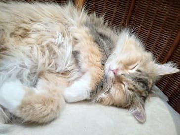 猫カフェモカ　池袋東口店に投稿された画像（2024/3/30）