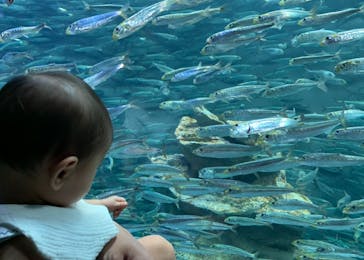 サンシャイン水族館に投稿された画像（2024/3/30）