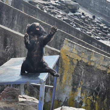 奥飛騨クマ牧場に投稿された画像（2024/3/30）