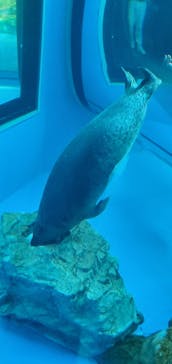しながわ水族館に投稿された画像（2024/3/30）