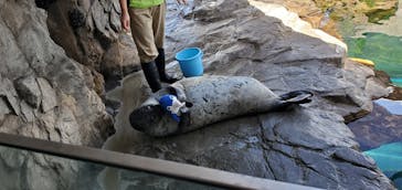 しながわ水族館に投稿された画像（2024/3/30）