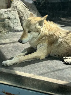 天王寺動物園に投稿された画像（2024/3/30）