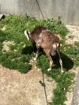 天王寺動物園に投稿された画像（2024/3/30）