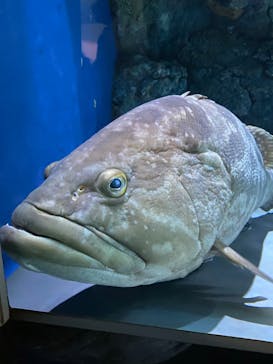 名古屋港水族館に投稿された画像（2024/3/30）