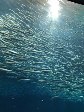 名古屋港水族館に投稿された画像（2024/3/30）