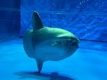 アクアワールド茨城県大洗水族館に投稿された画像（2024/3/30）