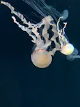 サンシャイン水族館に投稿された画像（2024/3/30）