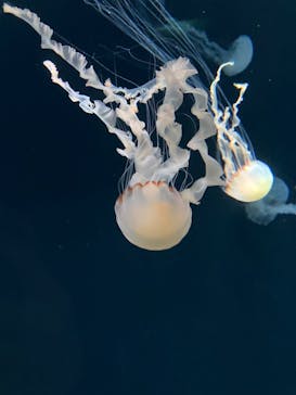 サンシャイン水族館に投稿された画像（2024/3/30）