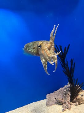 サンシャイン水族館に投稿された画像（2024/3/30）