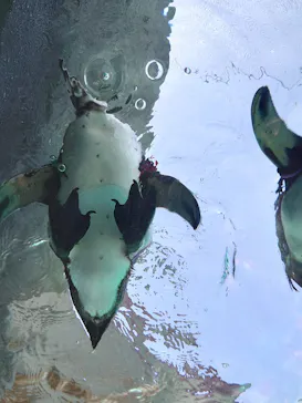 天王寺動物園に投稿された画像（2024/3/30）