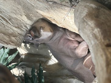 神戸どうぶつ王国に投稿された画像（2024/3/30）