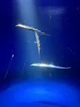 サンシャイン水族館に投稿された画像（2024/3/30）