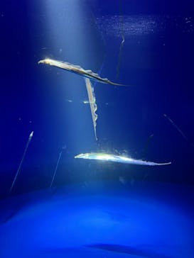 サンシャイン水族館に投稿された画像（2024/3/30）