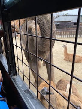 那須サファリパークに投稿された画像（2024/3/30）