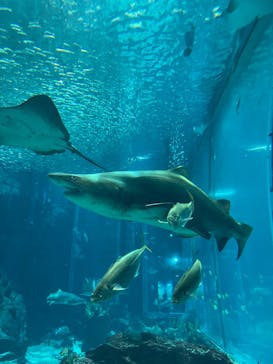 マリンワールド海の中道に投稿された画像（2024/3/30）