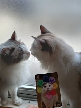 猫カフェモカ　池袋東口店に投稿された画像（2024/3/30）