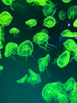 名古屋港水族館に投稿された画像（2024/3/30）